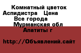 Комнатный цветок Аспидистра › Цена ­ 150 - Все города  »    . Мурманская обл.,Апатиты г.